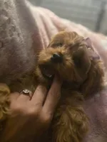 Delilah , a female Cavapoo for sale in West Warwick, RI – 7 of 7