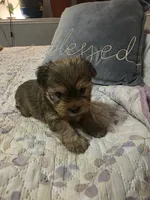 Teddy, a male Yorkshire Terrier for sale in West Warwick, RI – 2 of 5