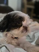 Leo, a male Shih Tzu for sale in West Warwick, RI – 4 of 6