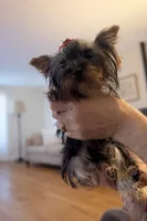 AKC Gabrial, a male Yorkshire Terrier for sale in Oroville, WA – Photo 2 of 9