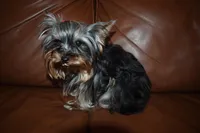 AKC Gabrial, a male Yorkshire Terrier for sale in Oroville, WA – Photo 6 of 9