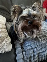 AKC Gabrial, a male Yorkshire Terrier for sale in Oroville, WA – Photo 9 of 9