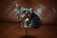 AKC Gabrial, a male Yorkshire Terrier for sale in Oroville, WA – Photo 4 of 9