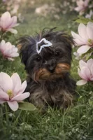 AKC Gabrial, a male Yorkshire Terrier for sale in Oroville, WA – Photo 3 of 9