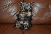 AKC Gabrial, a male Yorkshire Terrier for sale in Oroville, WA – Photo 8 of 9