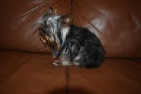 AKC Gabrial, a male Yorkshire Terrier for sale in Oroville, WA – Photo 5 of 9