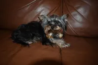 AKC Gabrial, a male Yorkshire Terrier for sale in Oroville, WA – Photo 7 of 9