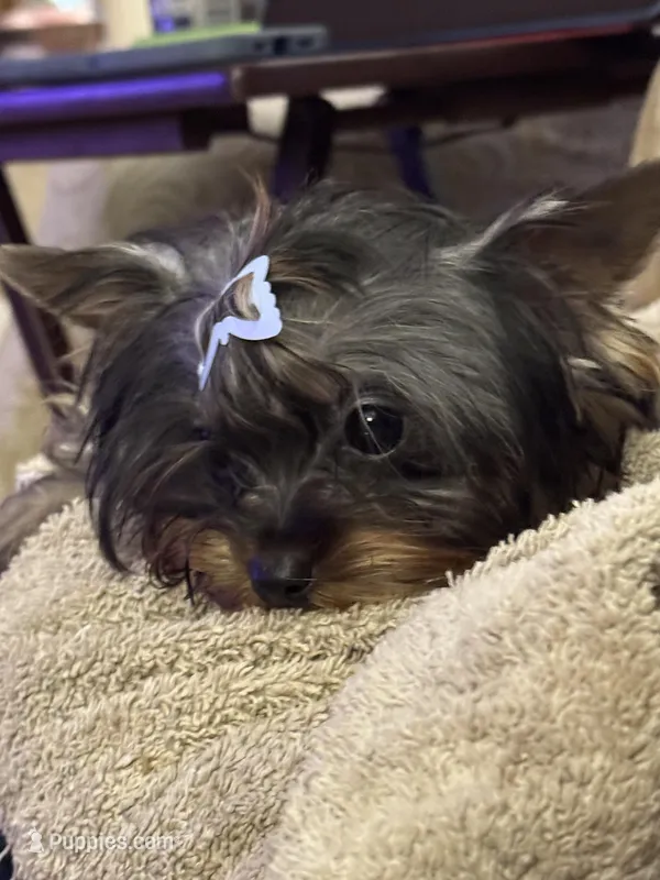 AKC Gabrial – Yorkshire Terrier puppy for sale in Oroville, WA