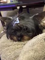 AKC Gabrial, a male Yorkshire Terrier for sale in Oroville, WA – Photo 1 of 9