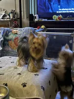 Laylabelle, a female Yorkshire Terrier for sale in Oroville, WA – 2 of 10