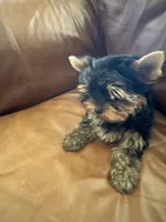 Reva, a female Yorkshire Terrier for sale in Oroville, WA – 4 of 9