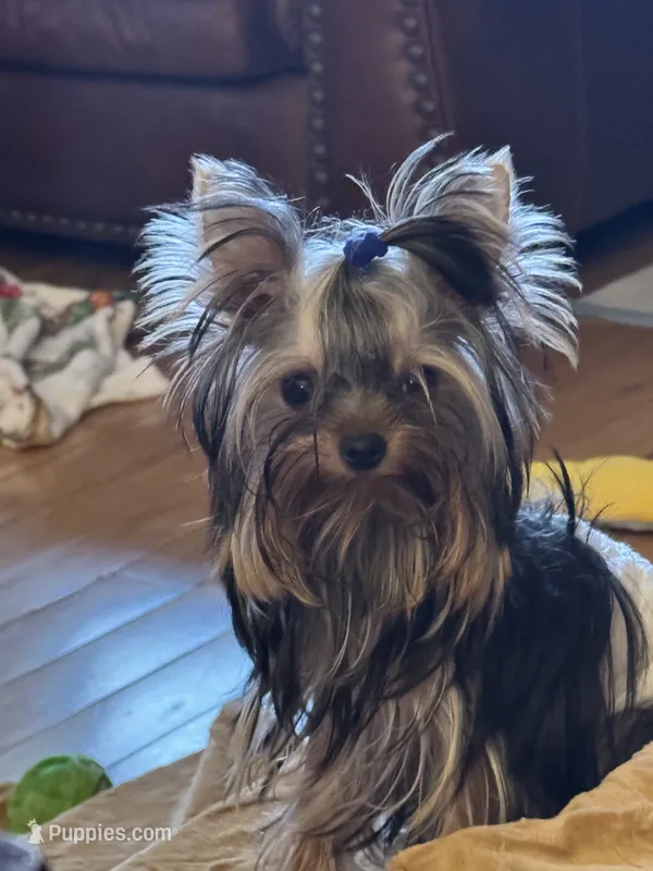Tiny Tarzan  – Yorkshire Terrier puppy for sale in Oroville, WA