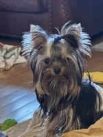 Tiny Tarzan , a male Yorkshire Terrier for sale in Oroville, WA – 6 of 10