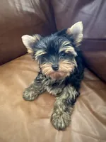 Reva, a female Yorkshire Terrier for sale in Oroville, WA – 6 of 9