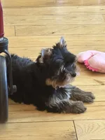 Thumbalina , a female Yorkshire Terrier for sale in Oroville, WA – 8 of 10