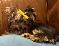 Tiny Tarzan , a male Yorkshire Terrier for sale in Oroville, WA – 2 of 10