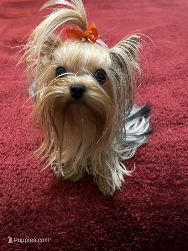Annabelle  – Yorkshire Terrier puppy for sale in Oroville, WA