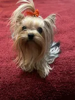 Annabelle , a female Yorkshire Terrier for sale in Oroville, WA – Photo 1 of 6