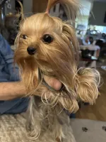 Annabelle , a female Yorkshire Terrier for sale in Oroville, WA – Photo 4 of 6