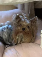 Annabelle , a female Yorkshire Terrier for sale in Oroville, WA – Photo 3 of 6