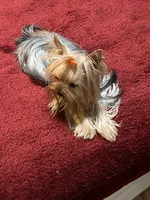 Annabelle , a female Yorkshire Terrier for sale in Oroville, WA – Photo 6 of 6