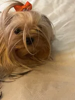 Annabelle , a female Yorkshire Terrier for sale in Oroville, WA – Photo 5 of 6