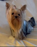 Annabelle , a female Yorkshire Terrier for sale in Oroville, WA – Photo 2 of 6