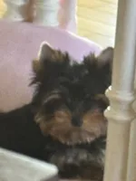 Thumbalina , a female Yorkshire Terrier for sale in Oroville, WA – 6 of 10