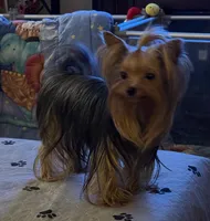 Laylabelle, a female Yorkshire Terrier for sale in Oroville, WA – 8 of 10