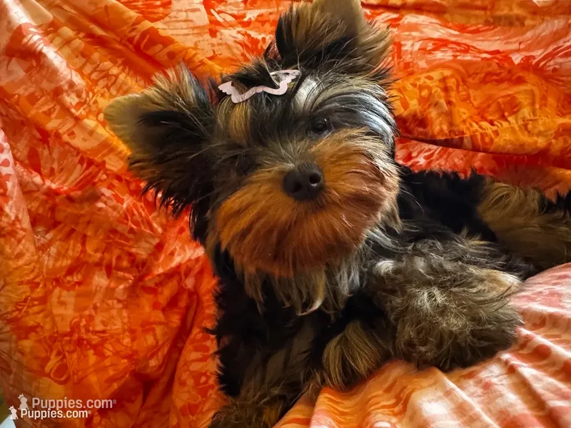 Reva – Yorkshire Terrier puppy for sale in Oroville, WA