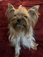 Zhana, a female Yorkshire Terrier for sale in Oroville, WA – 4 of 6