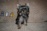 Tarzan CKC, a male Yorkshire Terrier for sale in Oroville, WA – Photo 2 of 7