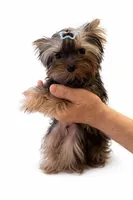 Tiny Tarzan , a male Yorkshire Terrier for sale in Oroville, WA – Photo 2 of 9