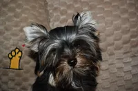 Tarzan CKC, a male Yorkshire Terrier for sale in Oroville, WA – Photo 4 of 7