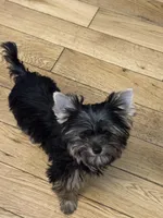 Tarzan CKC, a male Yorkshire Terrier for sale in Oroville, WA – Photo 7 of 7