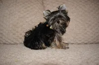 Tarzan CKC, a male Yorkshire Terrier for sale in Oroville, WA – Photo 3 of 7