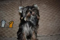 Tarzan CKC, a male Yorkshire Terrier for sale in Oroville, WA – Photo 6 of 7