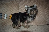 Tarzan CKC, a male Yorkshire Terrier for sale in Oroville, WA – Photo 5 of 7