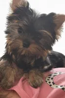 Tarzan CKC, a male Yorkshire Terrier for sale in Oroville, WA – Photo 1 of 7