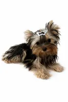 Tiny Tarzan , a male Yorkshire Terrier for sale in Oroville, WA – Photo 1 of 9