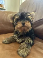 Reva, a female Yorkshire Terrier for sale in Oroville, WA – 1 of 9