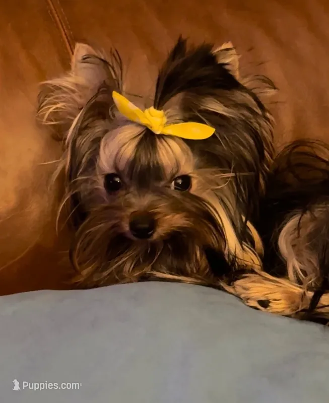 Tiny Tarzan  – Yorkshire Terrier puppy for sale in Oroville, WA