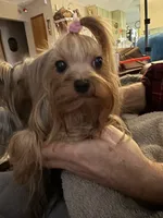Laylabelle, a female Yorkshire Terrier for sale in Oroville, WA – 6 of 10