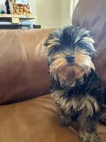 Reva, a female Yorkshire Terrier for sale in Oroville, WA – 3 of 9