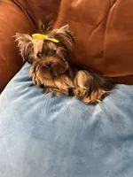 Tiny Tarzan , a male Yorkshire Terrier for sale in Oroville, WA – 4 of 10