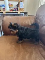 Reva, a female Yorkshire Terrier for sale in Oroville, WA – 8 of 9