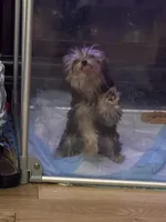 Marvin, a male Yorkshire Terrier for sale in Oroville, WA – Photo 2 of 9