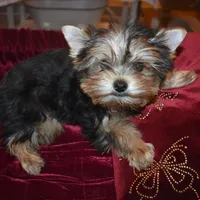 Marvin, a male Yorkshire Terrier for sale in Oroville, WA – Photo 1 of 9