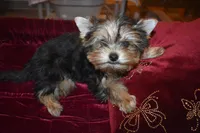 Marvin, a male Yorkshire Terrier for sale in Oroville, WA – Photo 1 of 10