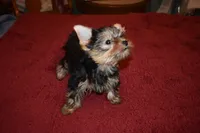 Marvin, a male Yorkshire Terrier for sale in Oroville, WA – Photo 8 of 10